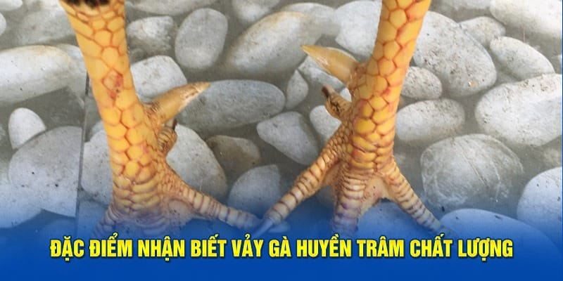 Nhận biết vảy gà huyền trâm