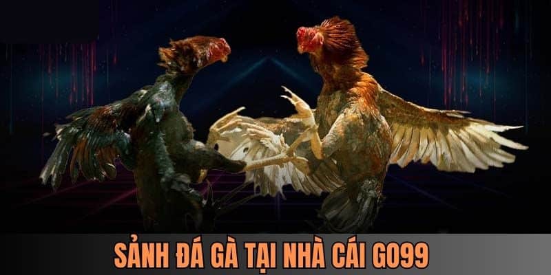 Xem đá gà trực tuyến mãn nhãn ngay tại nhà