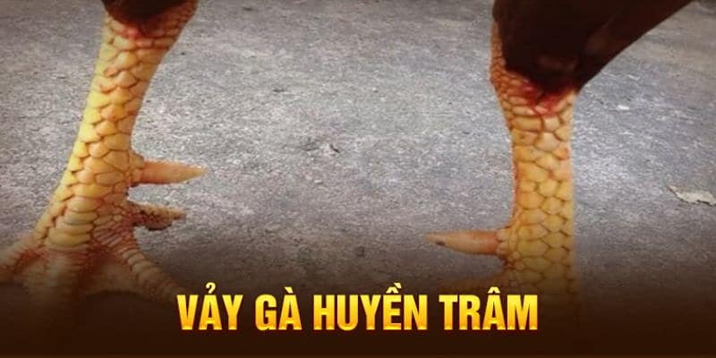 Các loại vảy gà huyền trâm phổ biến