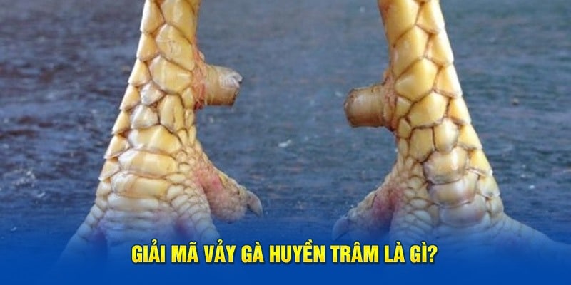 vảy gà huyền trâm