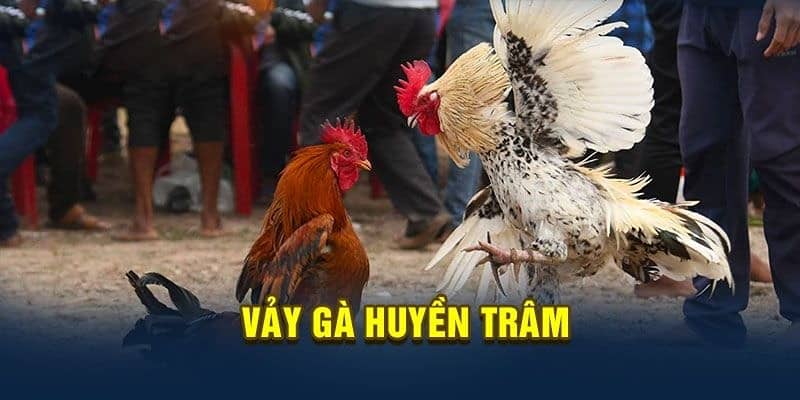 Hướng dẫn cách chăm sóc gà có vảy hiếm